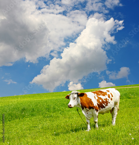 Cow and the ecological environment