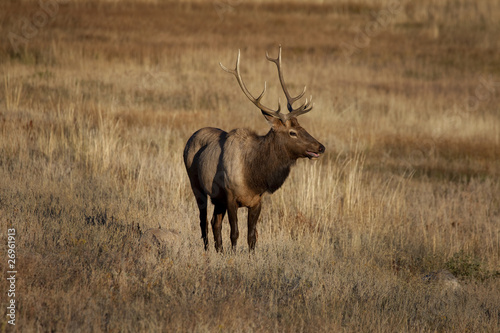 Wallpaper Mural Elk _MG_3903 Torontodigital.ca