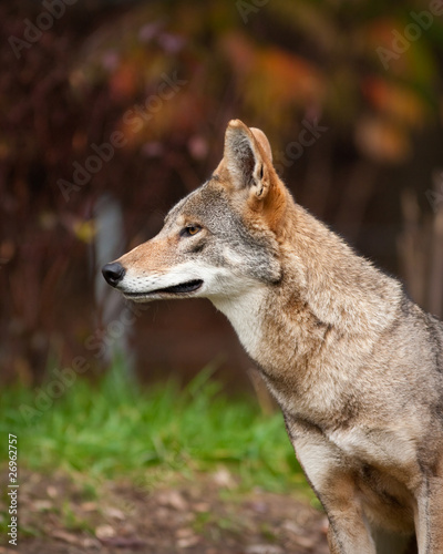 Red Wolf