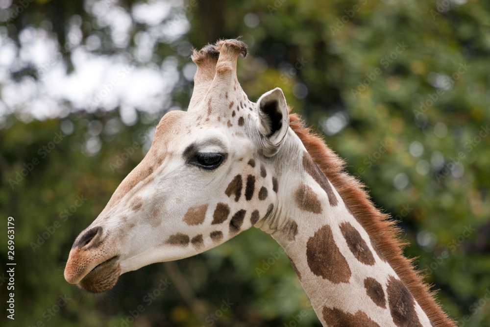 Giraffe Giraffe
