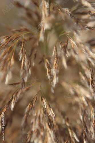 Reed background
