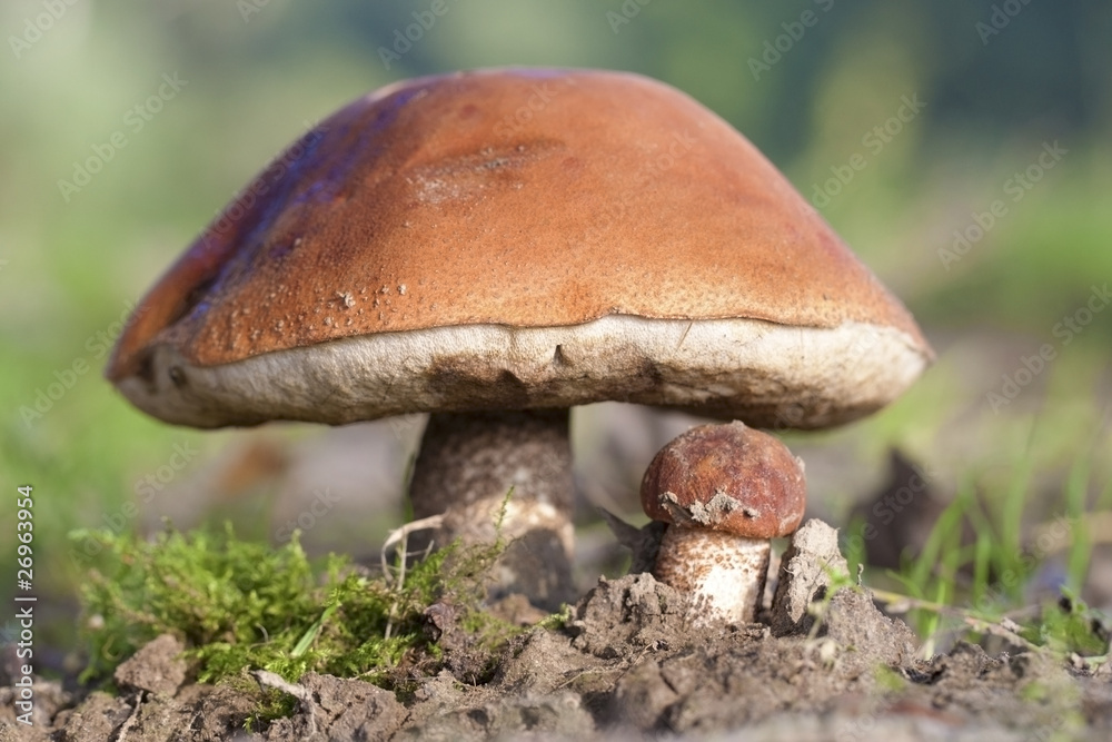 Mushroom in fall Mushroom in fall