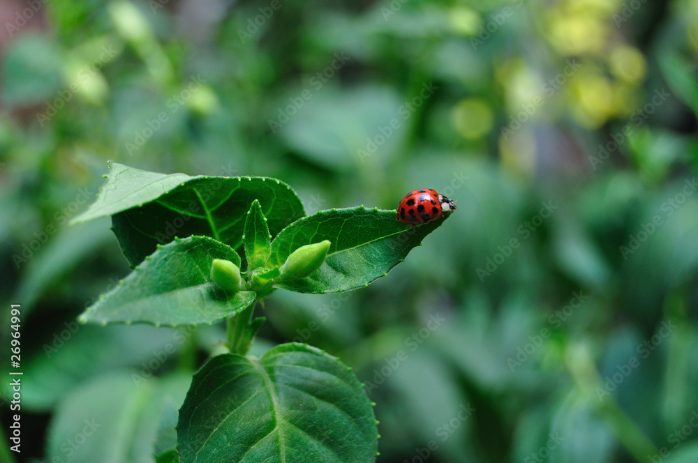 Ladybird and Leaves Ladybird and Leaves