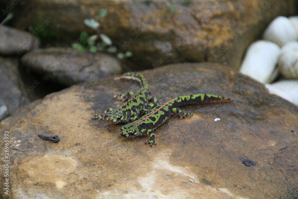 Obraz premium salamandres