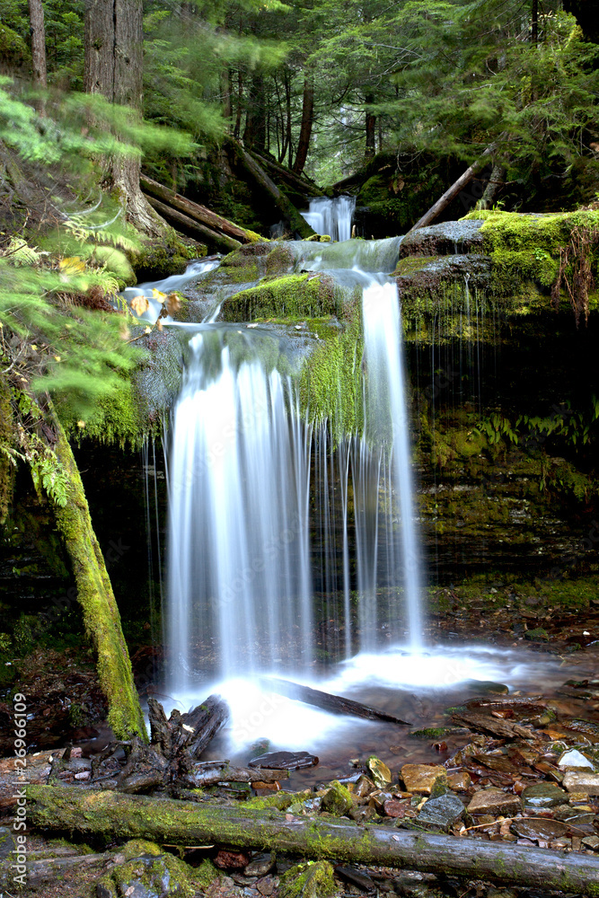 Obraz premium Lush forest at Fern Falls.