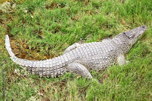Crocodile in the grass