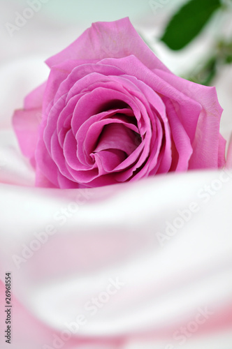 Pink Rose on Silk