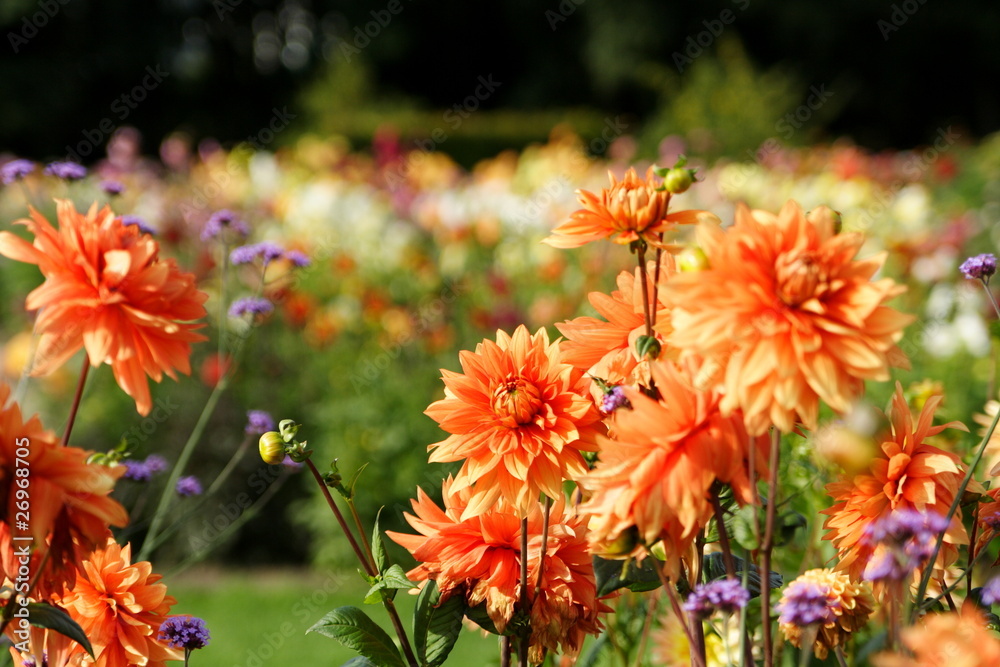 Blumenmeer aus bunten Sommerblumen Blumenmeer aus bunten Sommerblumen