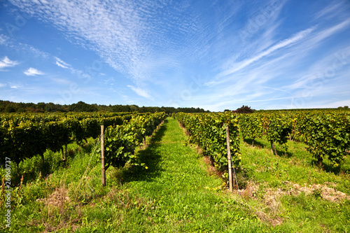 beautiful rapes in the vineyard