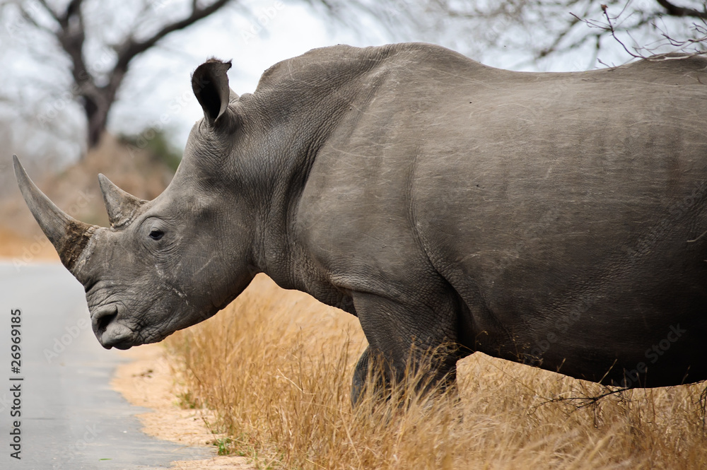 Obraz premium Female Rhino