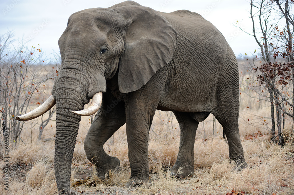 Obraz premium Old male Elephant