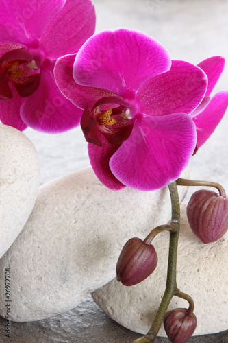 Fototapeta Naklejka Na Ścianę i Meble -  phalaenopsis