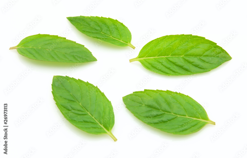 Mint Mint