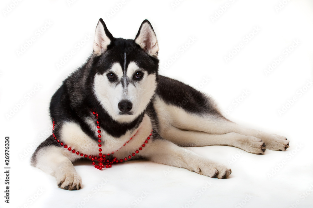 Fototapeta premium dog