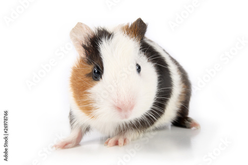 guinea pig