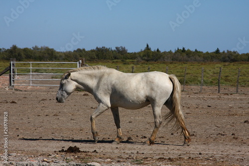 cheval de Camargue