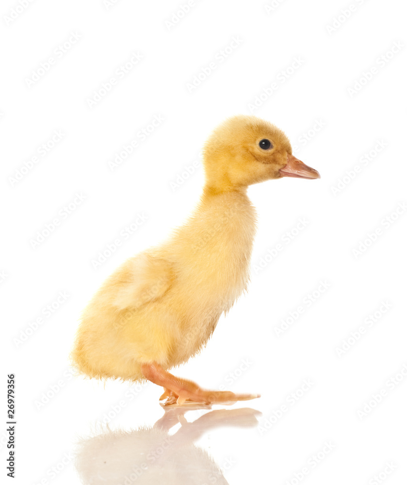 yellow duck