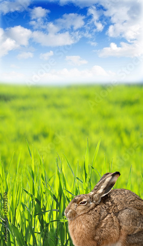 hare in grass photo