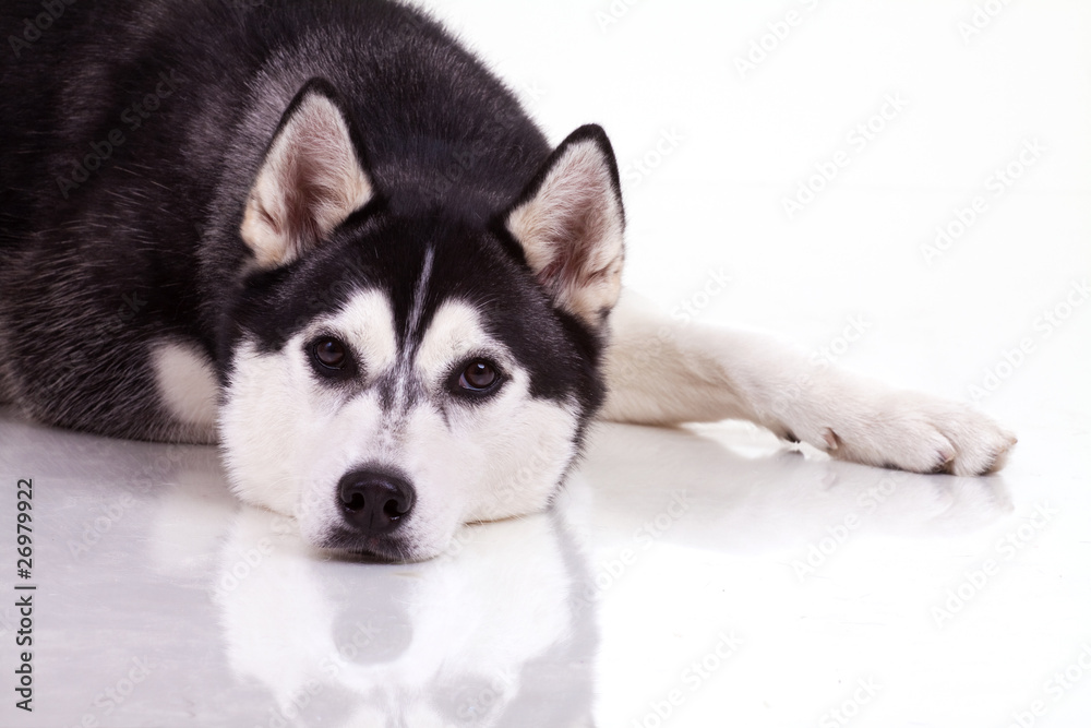 dog dog