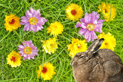 hare and flowers spring scene
