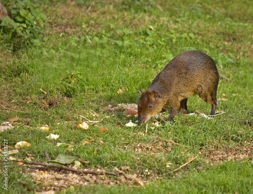 Agouti Dasyprocta Mexicana photo