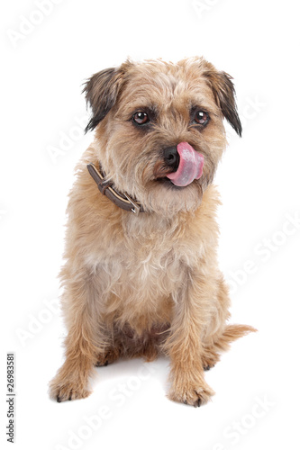 Fototapeta Naklejka Na Ścianę i Meble -  Border Terrier