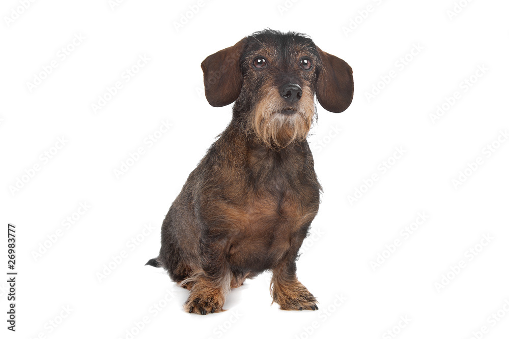 Obraz premium Dachshund