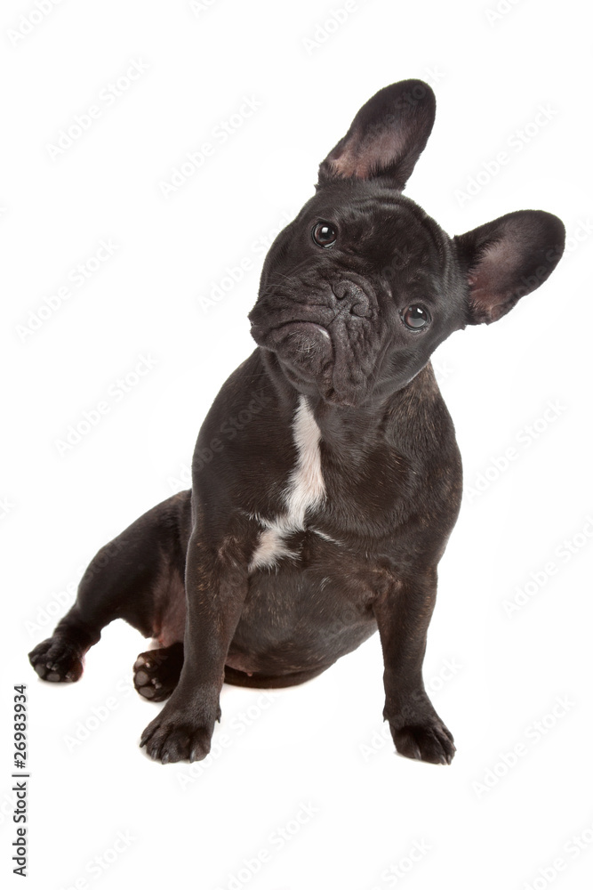 French Bulldog