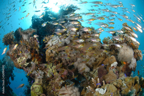 Shoal pf tropical glassfish and coral reef