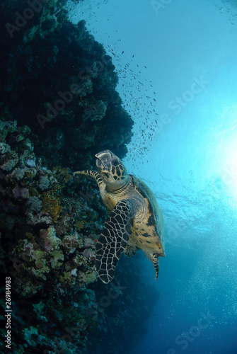 One Male hawksbill turtle. Red Sea  Egypt.