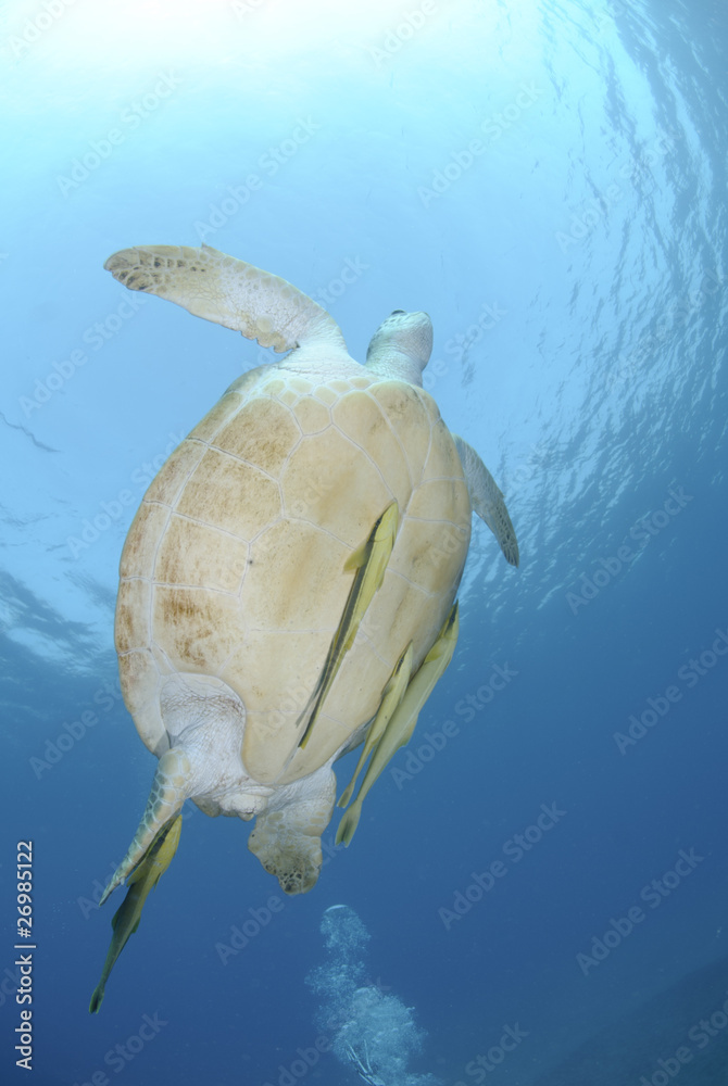 Green turtle swimming towards the ocean surface. Green turtle swimming towards the ocean surface.