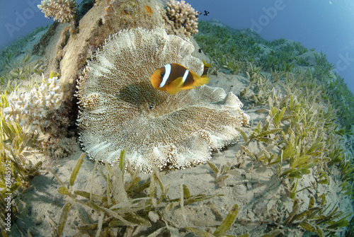 red Sea anemonefish photo