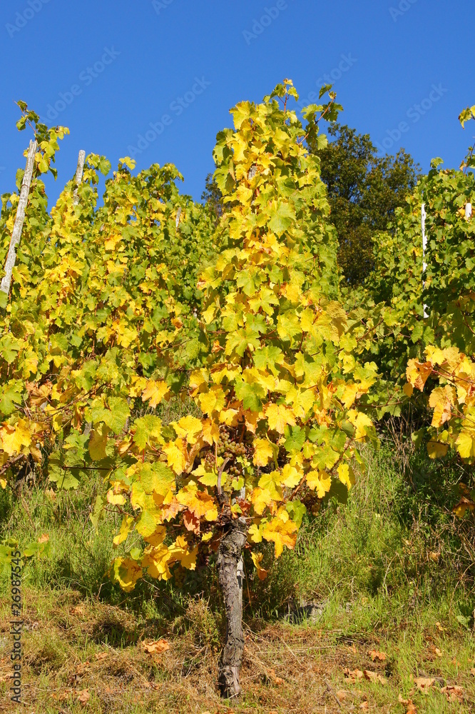 Naklejka premium gelbe Rebstöcke