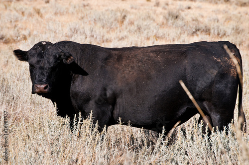 Angus bull standing in young sagebrush.