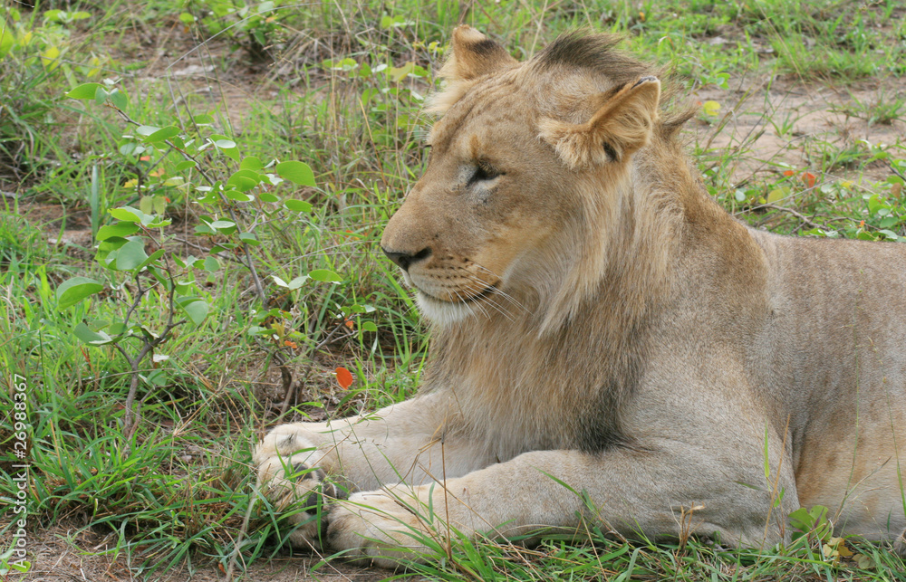 Lion Lion