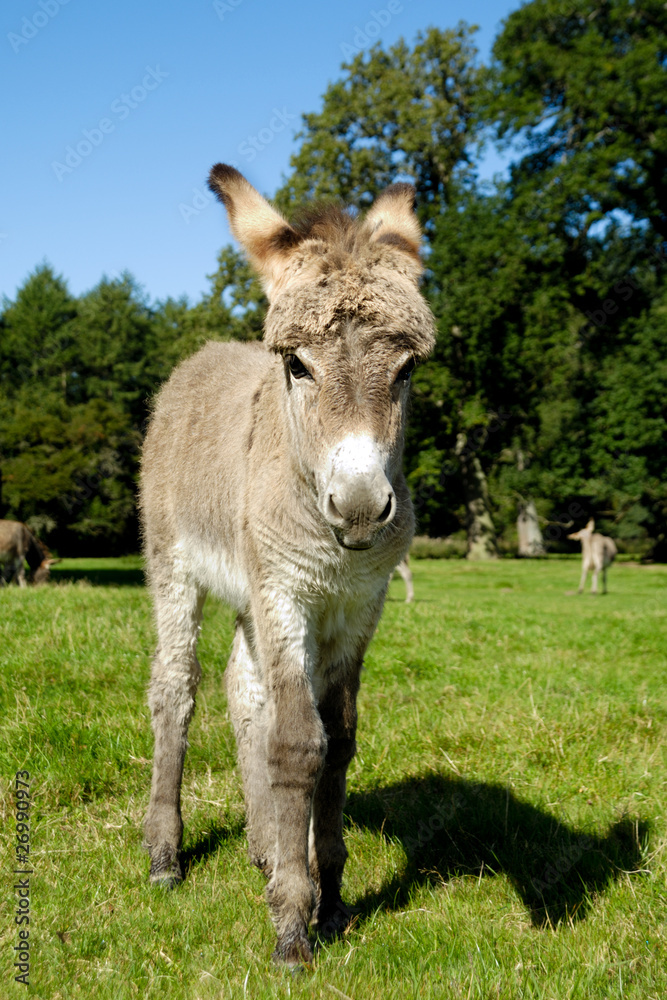 Young donkey Young donkey