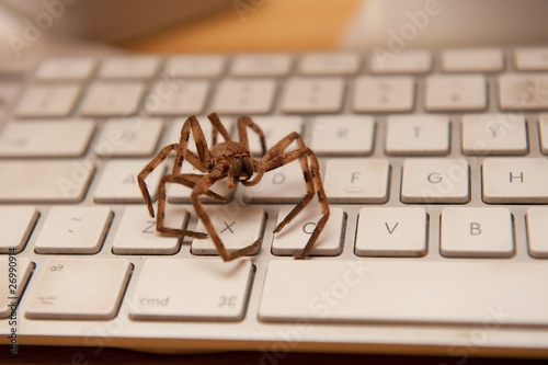 big brown spider on a white keyboard