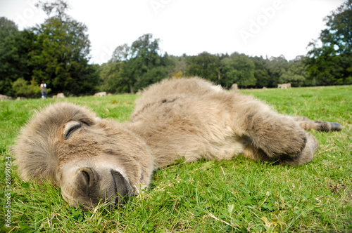 Sleeping donkey