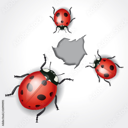 Coccinelles curieuses, vecteur