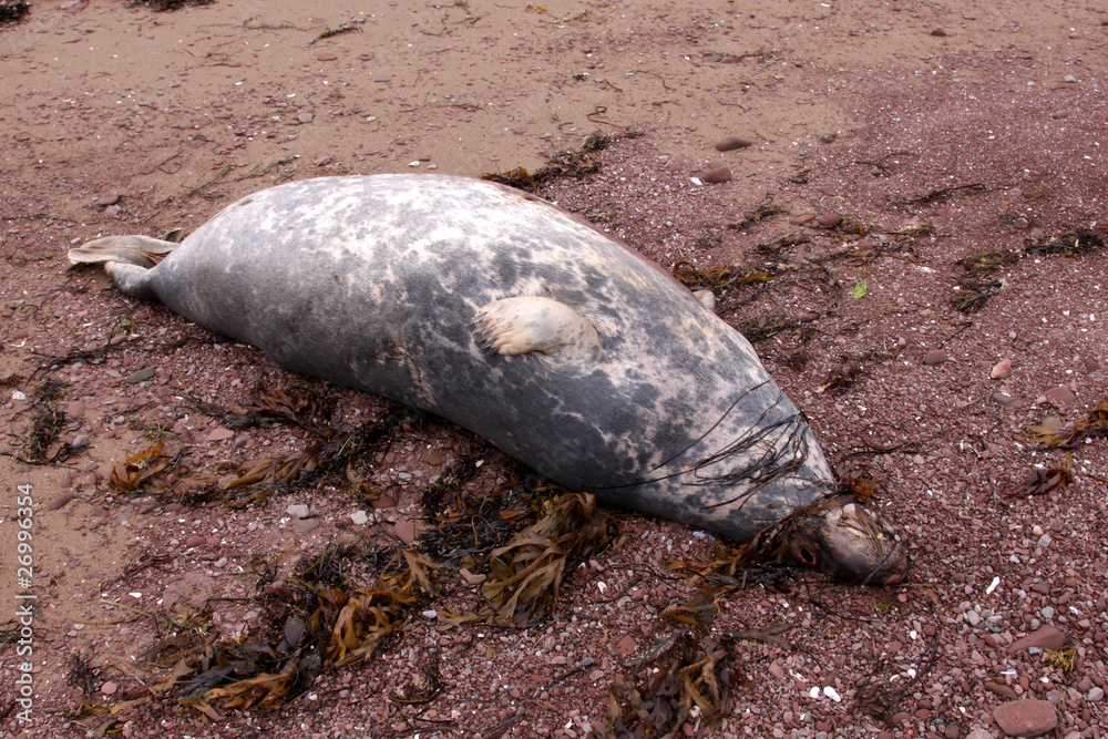 Naklejka premium Harbor Seal Carcass