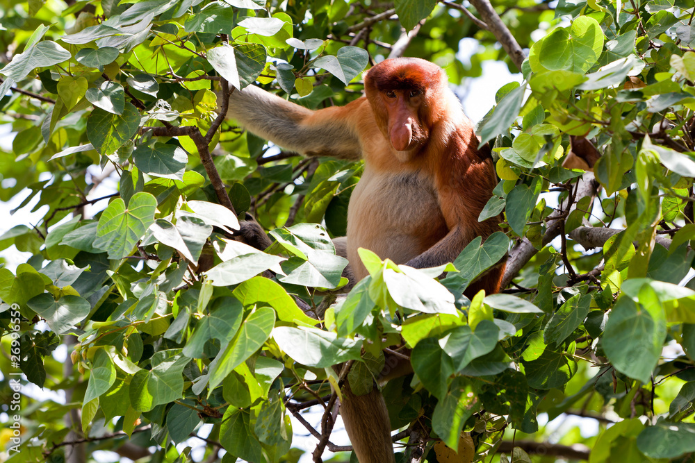 Fototapeta premium Long nosed monkey sitting in a tree