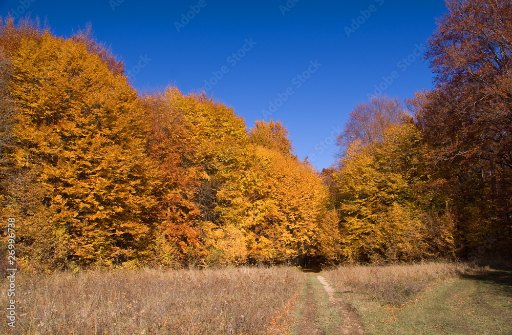 Fototapeta premium autumn forest