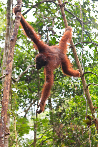 Female orang utan hanging in a tree