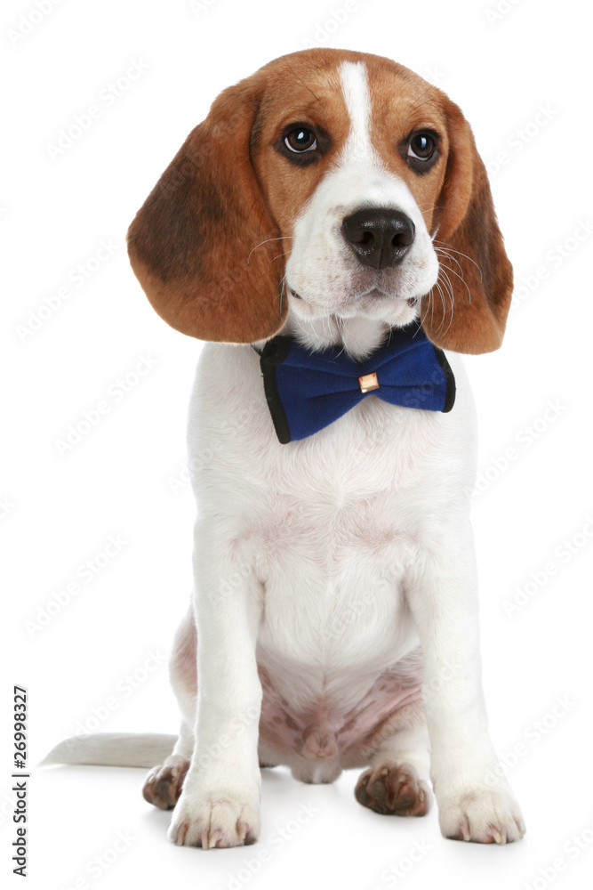 Charming Beagle puppy with a bow