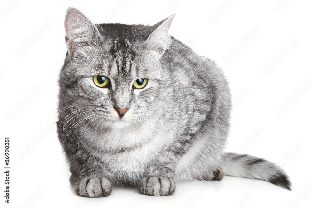 Obraz premium Grey cat