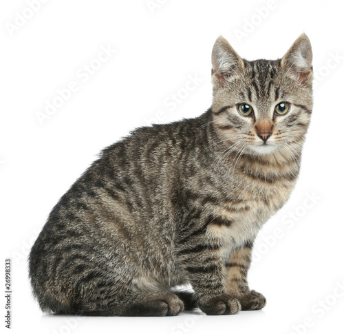 Striped kitten photo