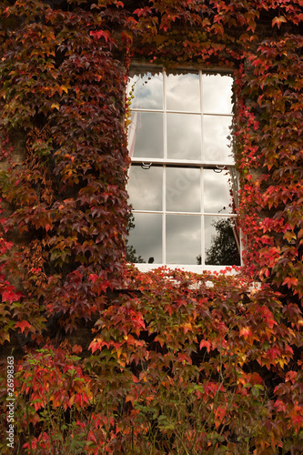 Window and red ivy photo