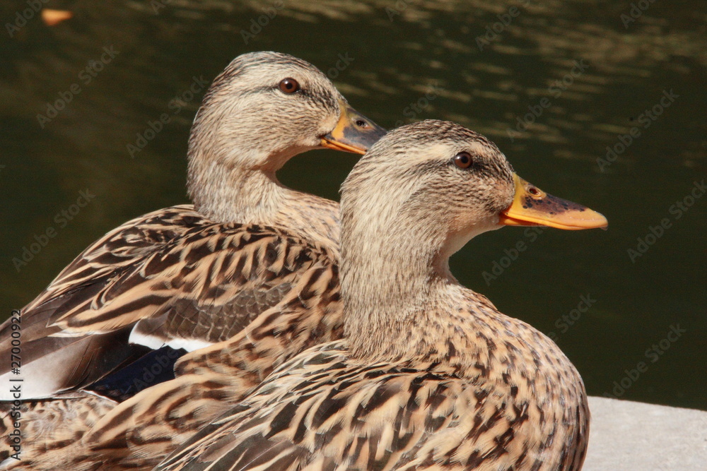 Valokuva female ducks
