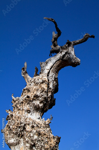 Dead tree with texture and blue sky