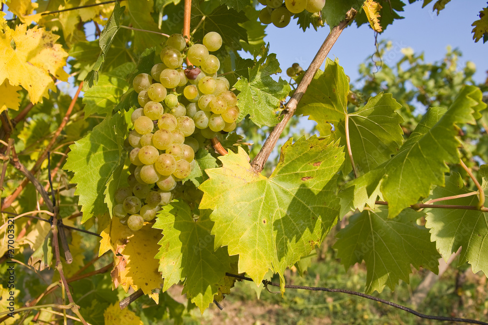 bunch of ripe grapes on grapevine right before harvest bunch of ripe grapes on grapevine right before harvest